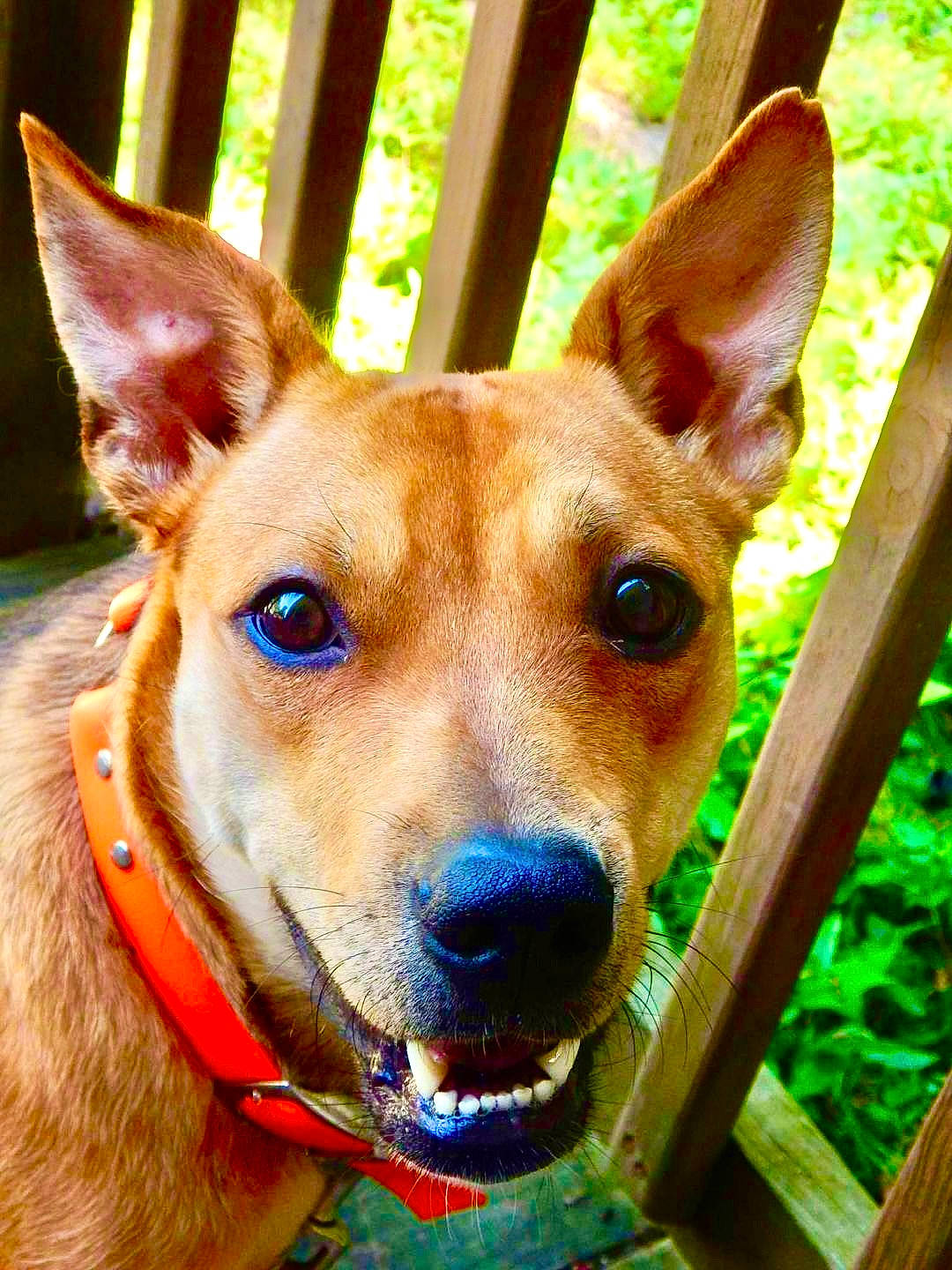 Tuesday is registered to the contest to win money with this photo: canidae, carnivore, clock, collar, companion_dog, dog, dog_breed, dog_collar, dog_sports, ear, eye, fawn, fence, fur, head, snout, sporting_group, whiskers, wood, working_animal