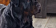 Narko a rejoint le concours — aidez-le/la à gagner de superbes lots ! animal, black_fur, brown_fur, canine, companion, dog, domestic, floor, house, indoor, looking_away, lying_down, mammal, paw, pet, portrait, resting, rottweiler, tile_floor, wooden_furniture