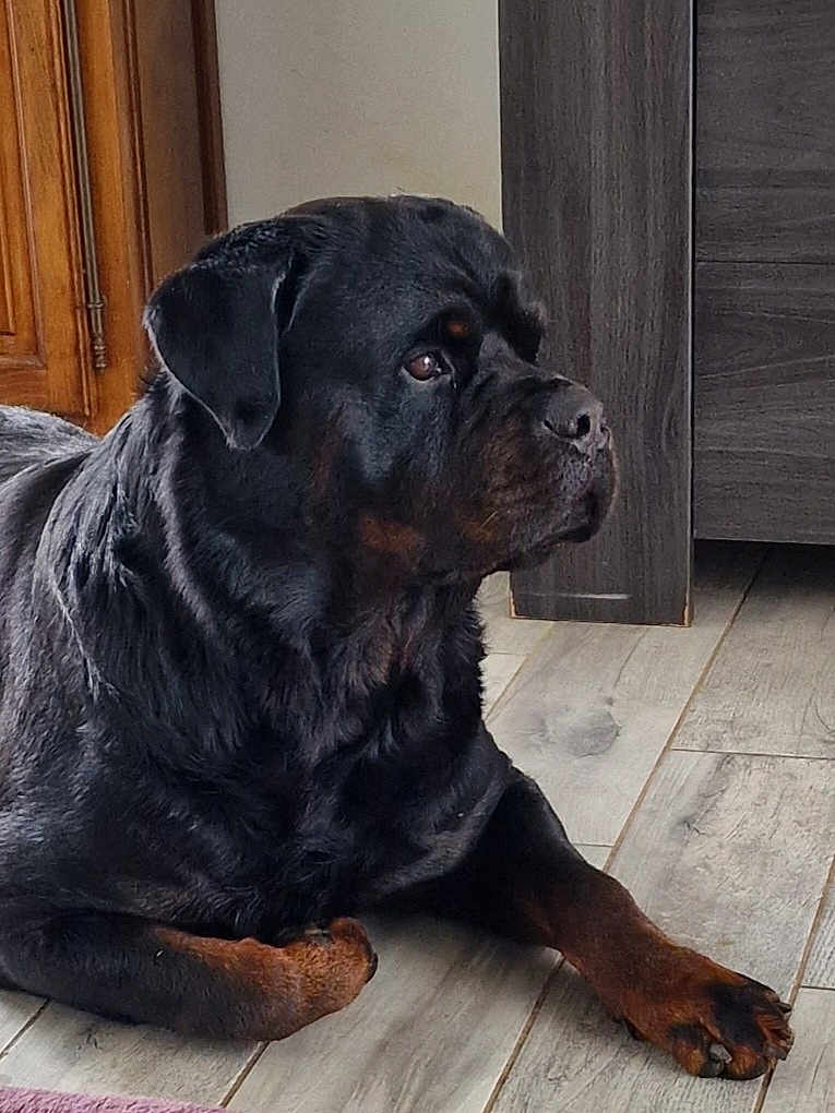 Narko a rejoint le concours — aidez-le/la à gagner de superbes lots ! animal, black_fur, brown_fur, canine, companion, dog, domestic, floor, house, indoor, looking_away, lying_down, mammal, paw, pet, portrait, resting, rottweiler, tile_floor, wooden_furniture