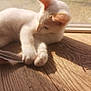 animal, cat, close_up, cozy, curious, feather, feline, home, indoor, kitten, paw, pet, playing, relaxed, shadow, soft_light, sunlight, white_cat, window, wooden_floor