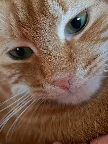 Nako a rejoint le concours — aidez-le/la à gagner de superbes lots ! aegean_cat, cat, cat_like_mammal, close_up, domestic_short_haired_cat, european_shorthair, eye, face, fauna, fur, iris, kitten, nose, organ, small_to_medium_sized_cats, snout, tabby_cat, whiskers