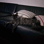 Arrow a rejoint le concours — aidez-le/la à gagner de superbes lots ! animal, black_cat, calm, cat, couch, cozy, cute, domestic, feline, furniture, home, indoor, leather, long_hair, pet, pillow, relaxed, resting, stretching, striped_pillow