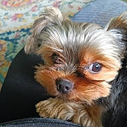 Audrey joined the competition — help win amazing prizes! dog, puppy, yorkshire_terrier, pet, close_up, portrait, fur, eyes, nose, paw, indoor, blanket, patterned_bedspread, fabric, cozy, cute, small_dog, companion, looking_up, whiskers