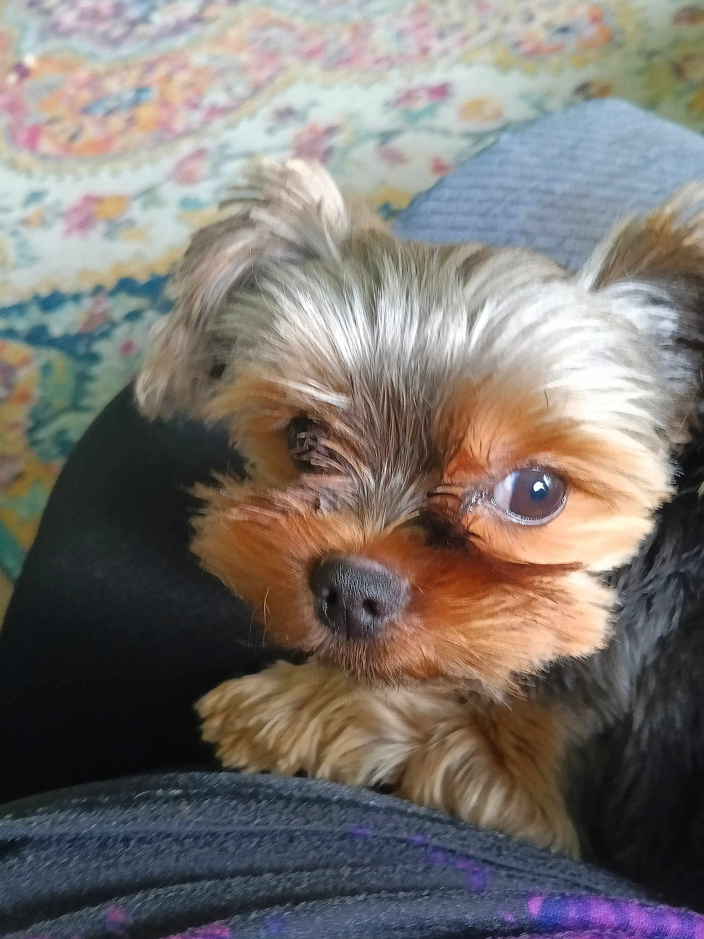 Audrey joined the competition — help win amazing prizes! dog, puppy, yorkshire_terrier, pet, close_up, portrait, fur, eyes, nose, paw, indoor, blanket, patterned_bedspread, fabric, cozy, cute, small_dog, companion, looking_up, whiskers