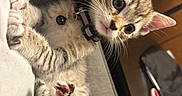 Dumpling joined the competition — help win amazing prizes! cat, kitten, tabby, pet, animal, feline, whiskers, ears, eyes, paws, toe_beans, pink_nose, collar, lying_down, upside_down, couch, cushion, indoor, close_up, cute