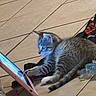 Dumpling joined the competition — help win amazing prizes! kitten, cat, gray_fur, striped_fur, blue_eyes, animal, pet, sitting, lying_down, paws, tail, tablet, screen, technology, tile_floor, blanket, bottles, indoors, curious, cute