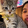 Dumpling joined the competition — help win amazing prizes! cat, kitten, tabby, pet, animal, whiskers, green_eyes, collar, bell, fur, striped_fur, closeup, portrait, selfie, person, face, duck_face, indoors, wooden_furniture, artwork