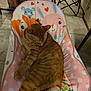 Lucky joined the competition — help win amazing prizes! cat, orange_tabby, sleeping, baby_chair, pink, polka_dots, cartoon_animals, floor, tile, furniture, indoor, resting, cute, pet, animal, cozy, relaxing, domestic, home, soft