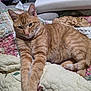 Lucky is registered to the contest to win money with this photo: cat, ginger_cat, tabby, pet, animal, feline, bed, blanket, quilt, floral_pattern, indoor, resting, cozy, fur, whiskers, ears, paws, tail, cute, sleepy