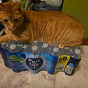 Lucky joined the competition — help win amazing prizes! cat, orange_tabby, bottled_water, plastic_pack, floor, household, indoor, pet, fur, animal, relaxing, water_bottles, kitchen, container, lid, tile_floor, green_wall, domestic, resting, orange_fur