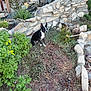 dog, boston_terrier, garden, plants, stone_wall, waterfall, rocks, greenery, outdoor, nature, pet, sitting, small_dog, yard, sunlight, foliage, calm, daytime, landscape, quiet