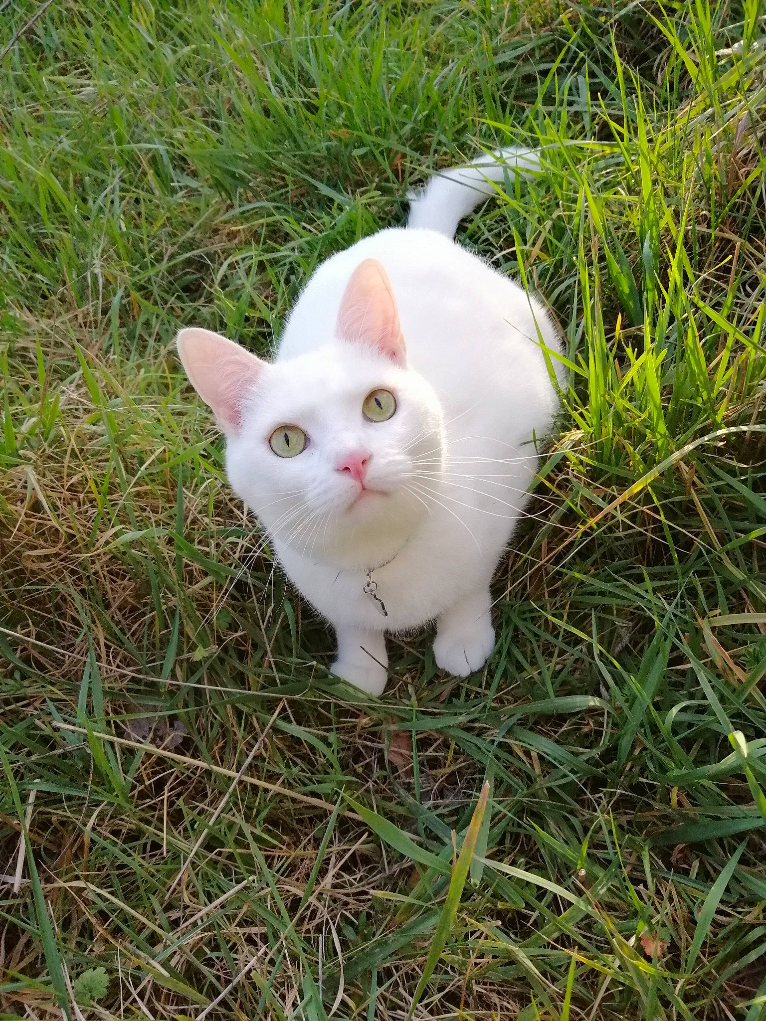 Neiko participe au concours pour gagner de l'argent avec cette photo : aegean_cat, carnivore, cat, domestic_short_haired_cat, european_shorthair, felidae, fur, german_rex, grass, khao_manee, kitten, person, plant, small_to_medium_sized_cats, tail, turkish_angora, turkish_van, whiskers