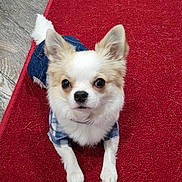 Calvin joined the competition — help win amazing prizes! dog, small_dog, indoor, carpet, red_carpet, floor, plaid_shirt, clothing, pet, cute, animal, looking_up, ears_up, white_fur, brown_fur, tail, wooden_floor, mat, floral_pattern, domestic_animal