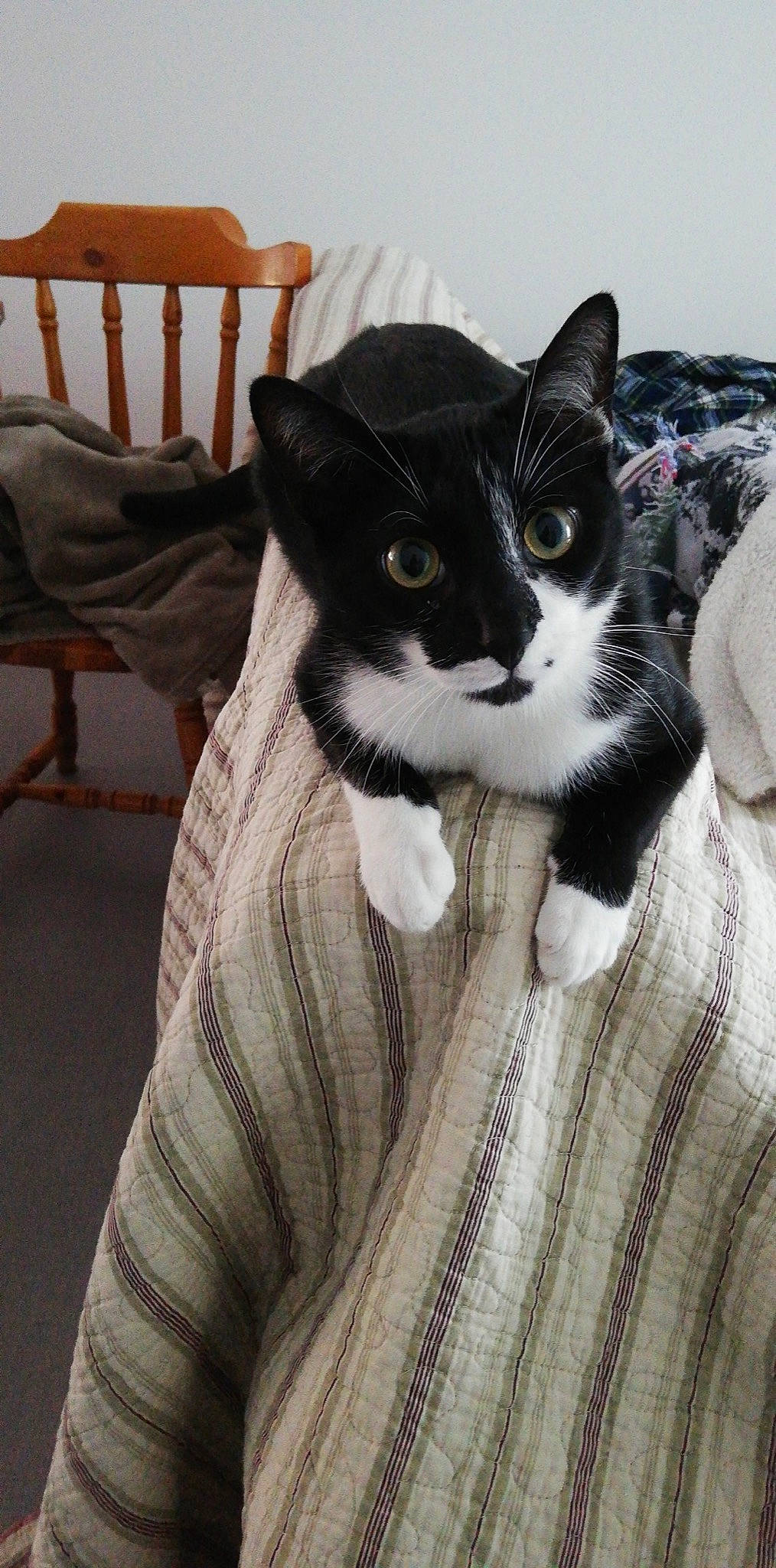 Lucky a rejoint le concours — aidez-le/la à gagner de superbes lots ! black_cat, carnivore, cat, chair, comfort, domestic_short_haired_cat, felidae, formal_wear, fur, grey, hardwood, outdoor_furniture, sitting, sleeve, small_to_medium_sized_cats, snout, tail, whiskers, wood, wool