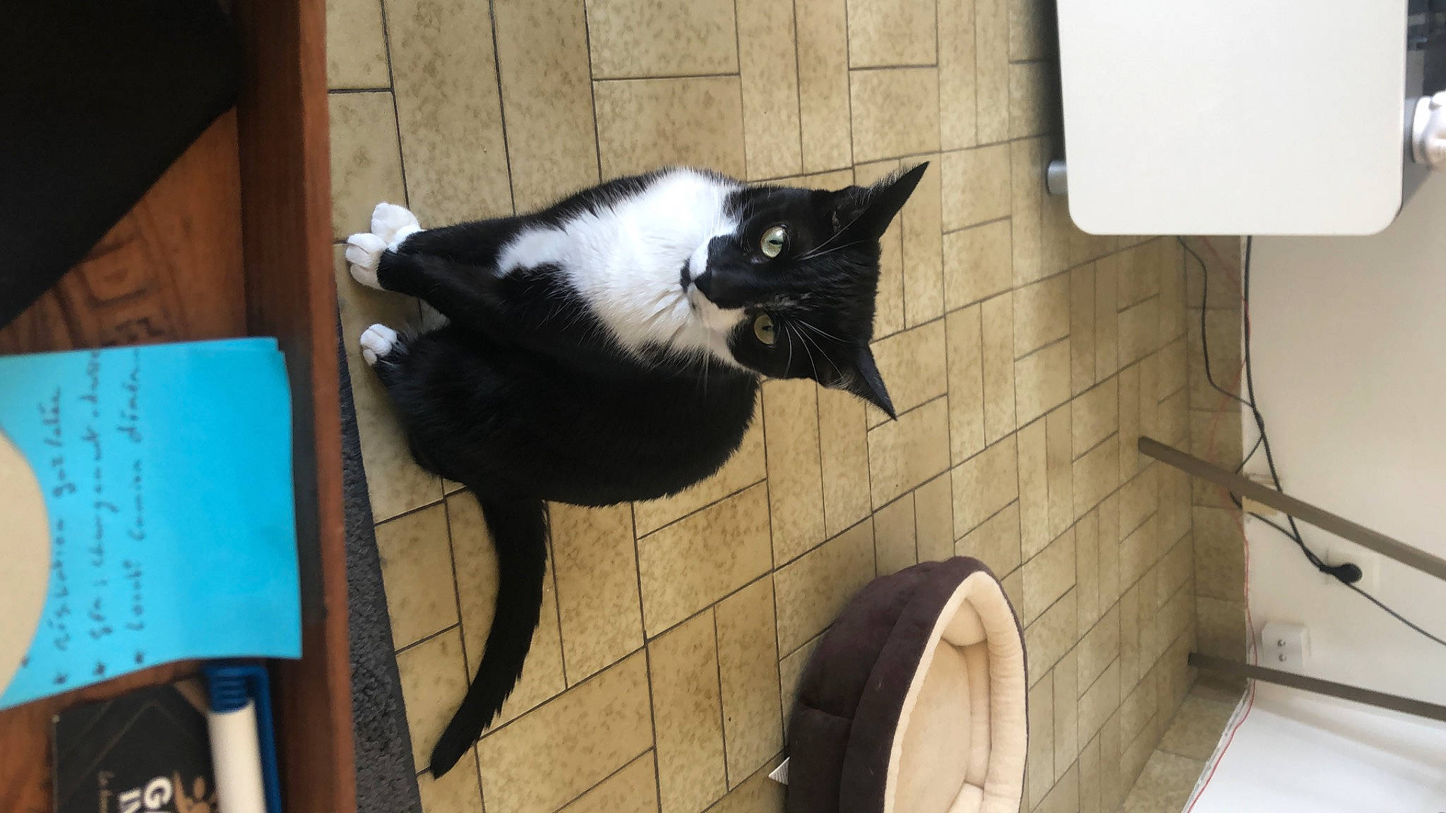 Lucky participe au concours pour gagner de l'argent avec cette photo : black_cat, canidae, carnivore, cat, collar, dog_breed, domestic_short_haired_cat, felidae, flooring, fur, pet_supply, small_to_medium_sized_cats, snout, sporting_group, tail, terrestrial_animal, tile, whiskers, window, wood