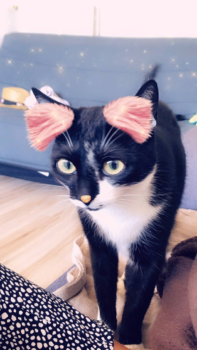 Lucky participe au concours pour gagner de l'argent avec cette photo : black_cat, carnivore, cat, claw, comfort, domestic_short_haired_cat, electric_blue, felidae, foot, fur, human_leg, lap, paw, plant, sitting, small_to_medium_sized_cats, snout, tail, tree, whiskers