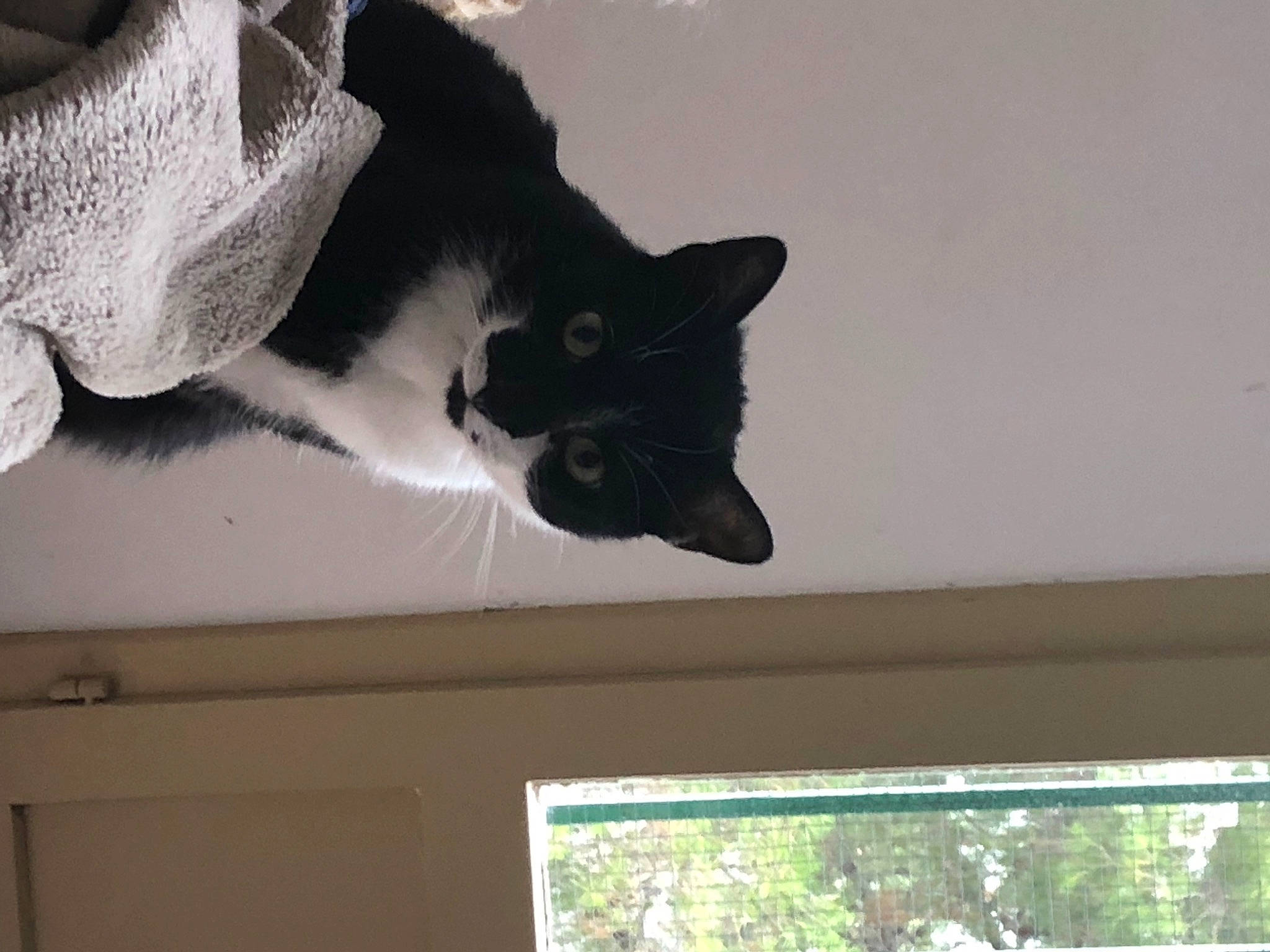 Lucky a rejoint le concours — aidez-le/la à gagner de superbes lots ! automotive_exterior, black_cat, carnivore, cat, domestic_short_haired_cat, felidae, fur, grey, line, room, shade, small_to_medium_sized_cats, snout, tail, textile, tints_and_shades, tree, whiskers, window, wood