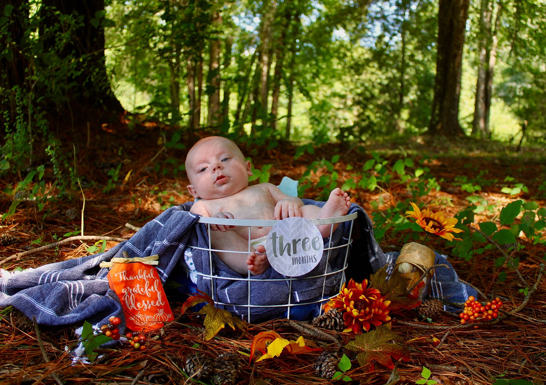 Levi joined the competition — help win amazing prizes! biome, botany, deciduous, forest, grass, leisure, natural_environment, natural_landscape, orange, people_in_nature, person, plant, pumpkin, sitting, soil, sunlight, tree, trunk, wood, woodland