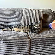 Poet is registered to the contest to win money with this photo: animal, cat, comfort, couch, cute, ears, feline, fur, gray, home, indoor, living_room, pet, pillow, plush, relaxed, resting, striped, tabby, whiskers