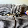 animal, cat, comfort, couch, cute, ears, feline, fur, gray, home, indoor, living_room, pet, pillow, plush, relaxed, resting, striped, tabby, whiskers