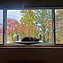 Poet is registered to the contest to win money with this photo: animal, autumn, cat, cozy, daylight, fall_foliage, green_leaves, home, indoor, leaves, nature, orange_leaves, pet, red_leaves, relaxing, resting, tabby_cat, trees, window, window_perch