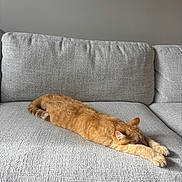 Roy is registered to the contest to win money with this photo: cat, ginger_cat, sleeping, stretched_out, couch, sofa, furniture, indoor, pet, relaxing, cozy, home, fur, domestic_animal, whiskers, ears, paws, tail, resting, comfortable