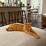 Roy is registered to the contest to win money with this photo: cat, orange_tabby, pet, feline, stretching, indoor, living_room, ottoman, furniture, wooden_stools, dining_table, modern_interior, flooring, plants, decor, cozy, relaxed, home, animal, cute