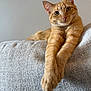 cat, ginger_cat, indoor, couch, furniture, relaxed, pet, animal, feline, stretching, paws, closeup, texture, calm, curious, domestic_cat, soft_light, portrait, cozy, resting