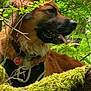 dog, nature, forest, greenery, moss, tongue_out, happy, outdoor, animal, pet, collar, tag, canine, leaves, tree, bark, branch, sunlight, wildlife, adventure