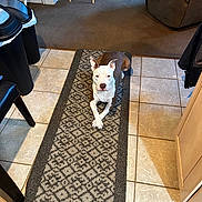 Jeremy joined the competition — help win amazing prizes! brown_and_white, calm, canine, carpet, chair, couch, crossed_paws, dog, domestic, floor_rug, furniture, home_interior, household, indoor, living_room, pet, relaxed, room, tile_floor, trash_can