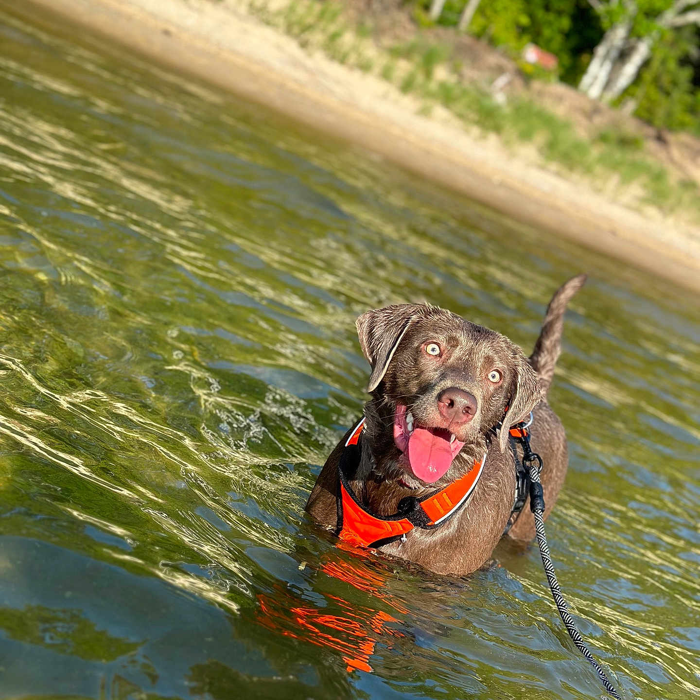 Lucy is registered to the contest to win money with this photo: animal, canine, dog, forest, happy, harness, lake, leash, nature, outdoor, pet, playful, recreation, reflection, shore, summer, sunlight, tongue_out, water, wet