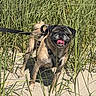 animal, beach, canine, closeup, daylight, dog, grass, greenery, happy, leash, nature, outdoor, pet, pug, sand, smiling, summer, sunlight, tongue_out, walking