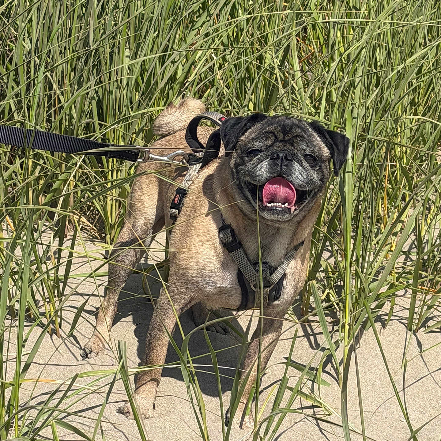 Pumba