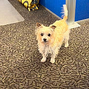 Robin is registered to the contest to win money with this photo: alert, animal, background, bag, brown, carpet, companion, cute, dog, domestic_animal, floor, fur, indoor, office, partition, pet, small_dog, standing, tail, white