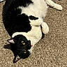 cat, black_and_white, pet, animal, feline, lying_down, upside_down, carpet, indoor, home, golden_eyes, whiskers, ears, paws, fur, relaxed, playful, portrait, close_up, floor