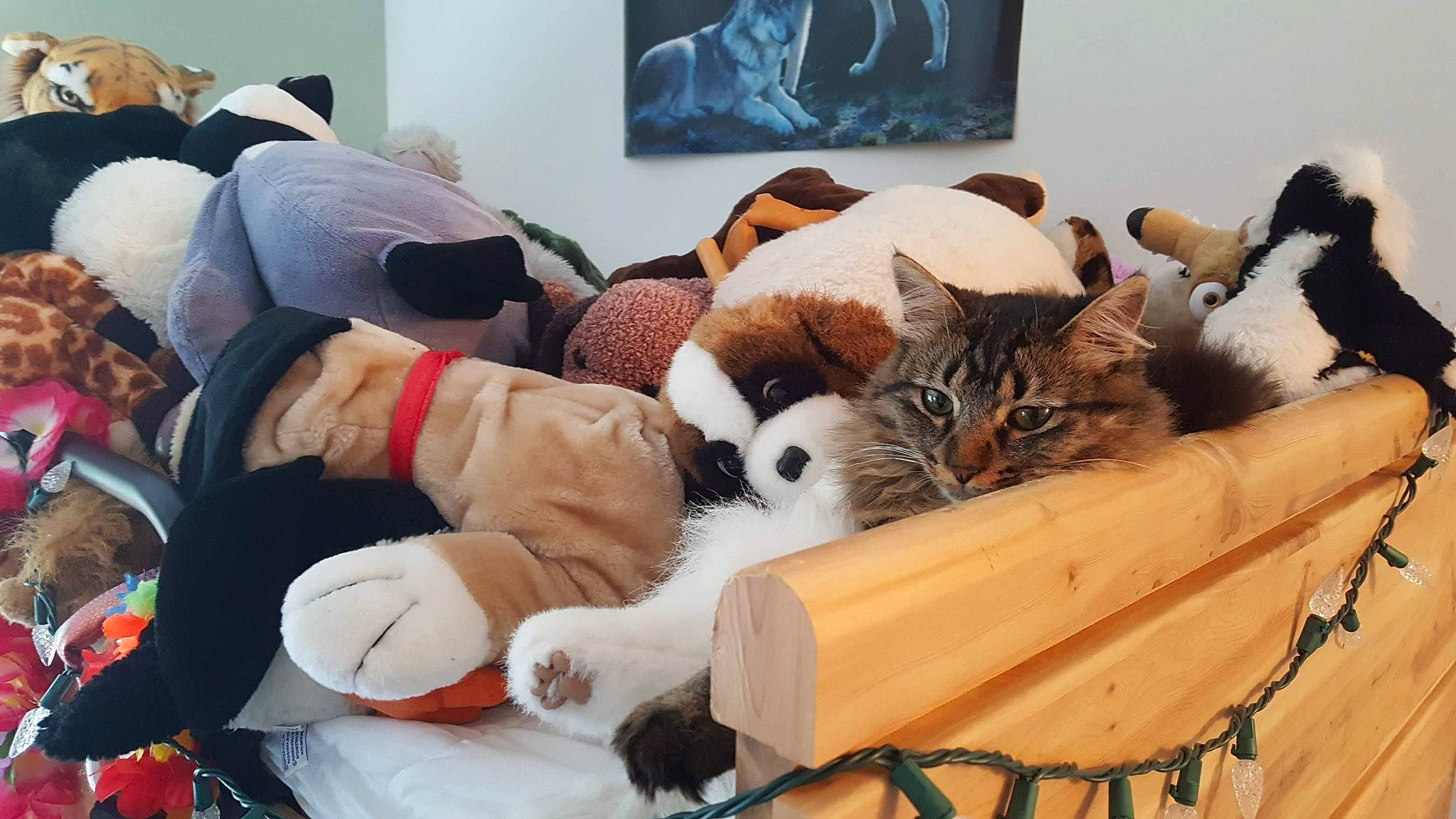Felicity is registered to the contest to win money with this photo: carnivore, cat, companion_dog, domestic_short_haired_cat, european_shorthair, felidae, fur, kitten, lap, nap, paw, room, sleep, small_to_medium_sized_cats, whiskers