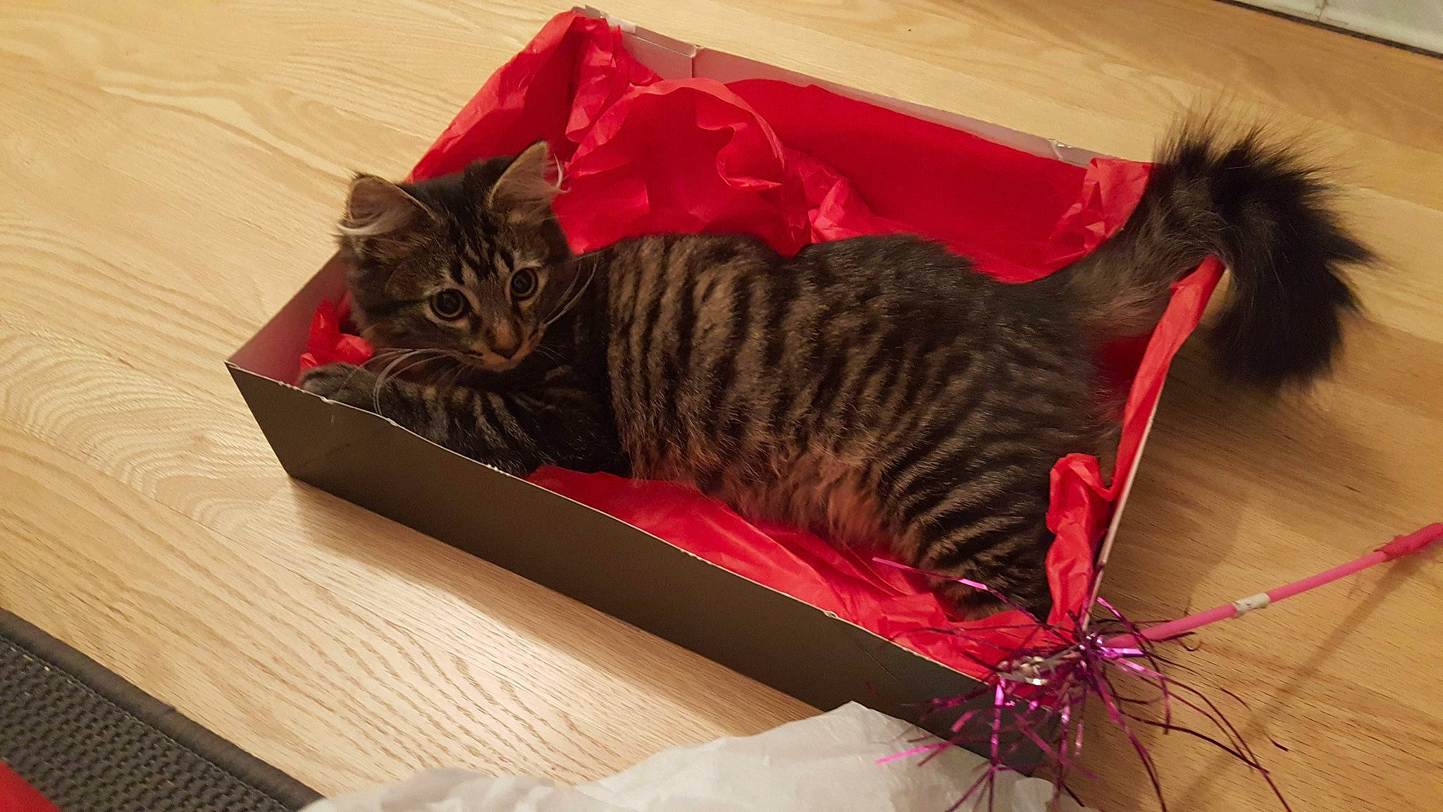 Felicity joined the competition — help win amazing prizes! american_shorthair, asian, bengal, box, carnivore, cat, domestic_short_haired_cat, dragon_li, european_shorthair, felidae, fur, kitten, norwegian_forest_cat, pixie_bob, small_to_medium_sized_cats, tabby_cat, tail, toyger, whiskers