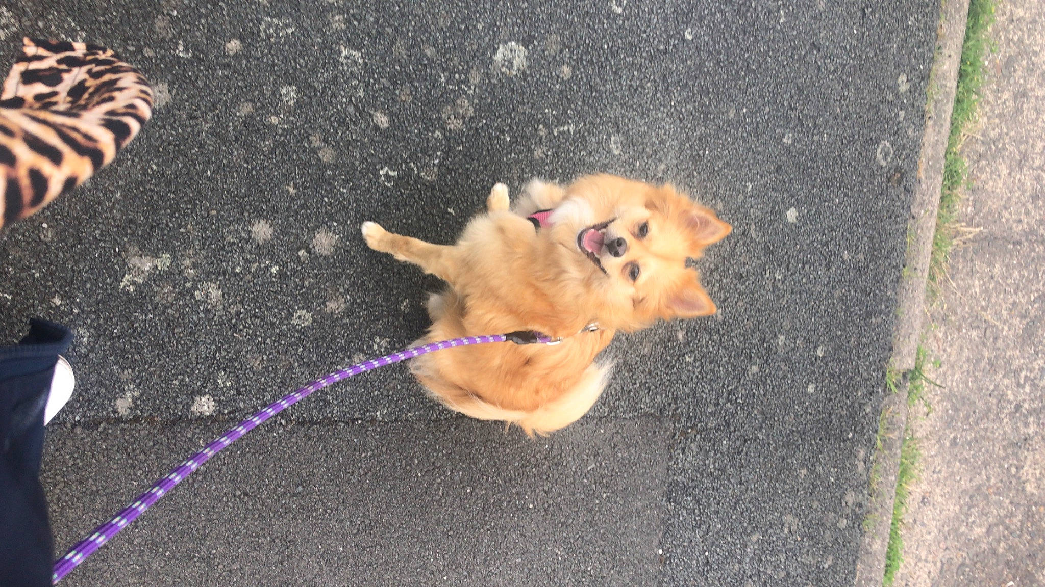 Honey joined the competition — help win amazing prizes! asphalt, carnivore, cat, companion_dog, dog_breed, domestic_short_haired_cat, fawn, felidae, grass, leash, paw, petal, road, road_surface, sidewalk, small_to_medium_sized_cats, snout, spitz, tail, whiskers