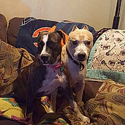 Louie And Betsy joined the competition — help win amazing prizes! dog, pets, couch, indoor, blanket, pillows, two_dogs, brown_dog, white_dog, collar, furniture, living_room, companions, domestic, animal, cute, alert, seated, home, cozy
