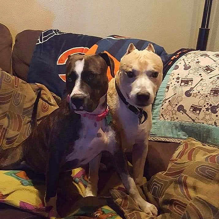 Louie And Betsy joined the competition — help win amazing prizes! alert, animal, blanket, brown_dog, collar, companions, couch, cozy, cute, dog, domestic, furniture, home, indoor, living_room, pets, pillows, seated, two_dogs, white_dog