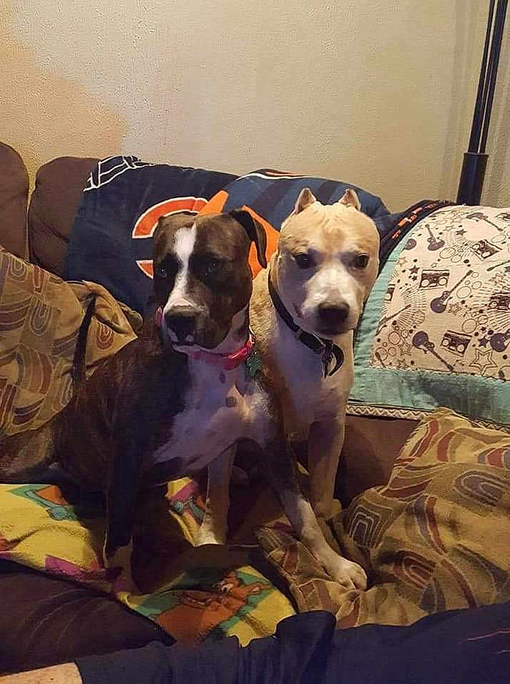 Louie And Betsy joined the competition — help win amazing prizes! dog, pets, couch, indoor, blanket, pillows, two_dogs, brown_dog, white_dog, collar, furniture, living_room, companions, domestic, animal, cute, alert, seated, home, cozy