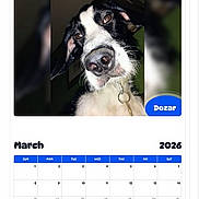 Dozer is registered to the contest to win money with this photo: 2026, add_to_cart, animal, black_and_white, blue_header, button, calendar, close_up, collar, dog, domestic_animal, face, indoor, march, pet, photo, portrait, screen, shopping, website