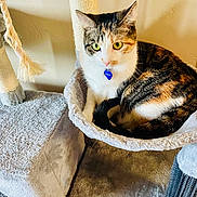 Isla is registered to the contest to win money with this photo: cat, calico, green_eyes, cat_tree, hammock, feline, pet, indoor, cozy, fur, whiskers, curious, resting, animal, scratching_post, home, carpet, wall, collar, tag