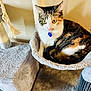 cat, calico, green_eyes, cat_tree, hammock, feline, pet, indoor, cozy, fur, whiskers, curious, resting, animal, scratching_post, home, carpet, wall, collar, tag