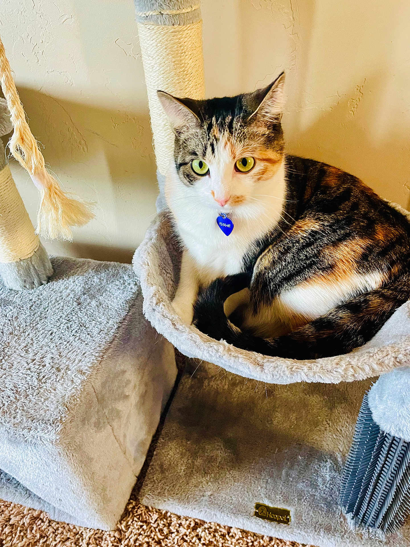 Isla is registered to the contest to win money with this photo: cat, calico, green_eyes, cat_tree, hammock, feline, pet, indoor, cozy, fur, whiskers, curious, resting, animal, scratching_post, home, carpet, wall, collar, tag
