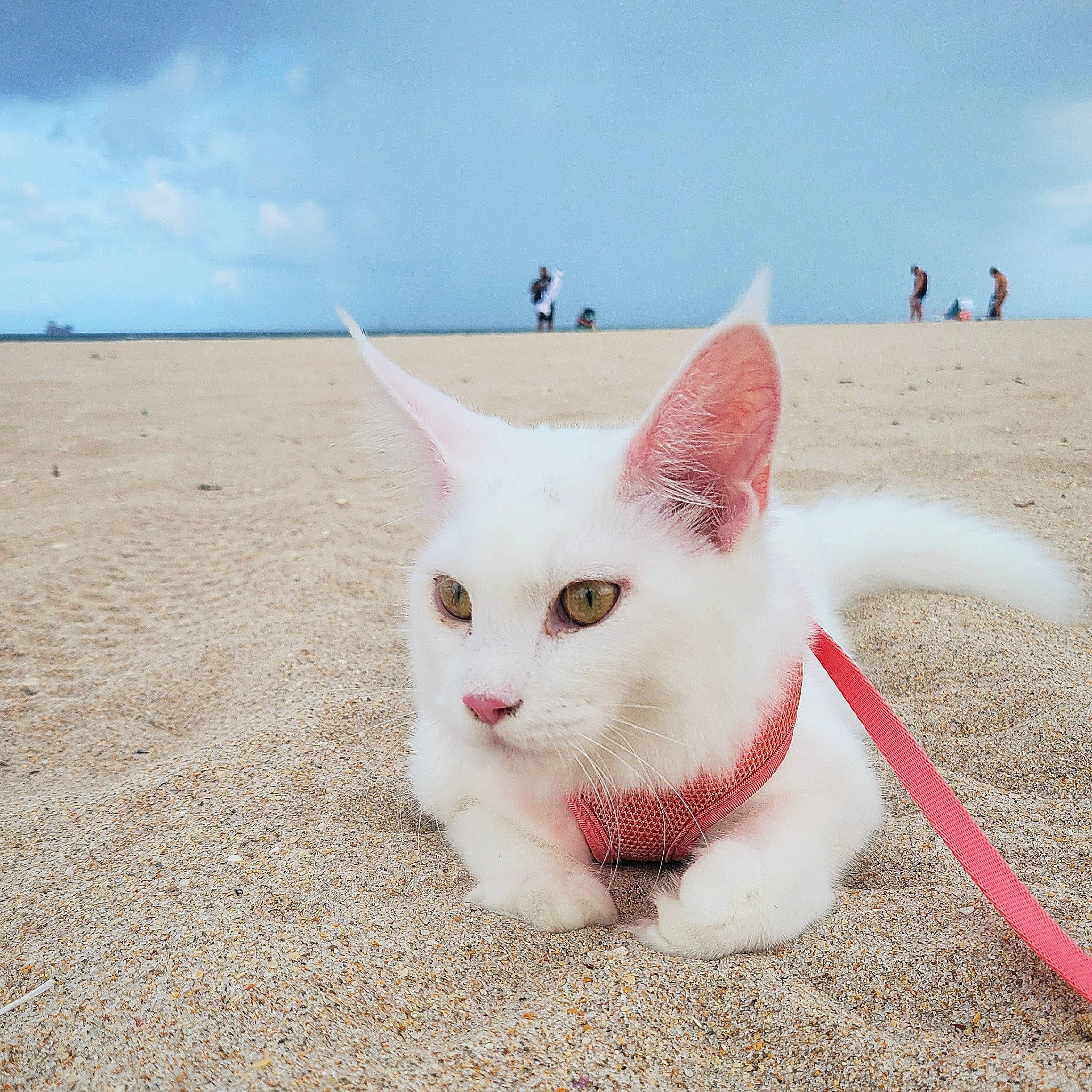 Yuki is registered to the contest to win money with this photo: beach, carnivore, cat, cloud, collar, domestic_short_haired_cat, fawn, felidae, fur, horizon, landscape, natural_environment, sand, sky, small_to_medium_sized_cats, snout, tail, travel, water, whiskers