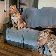 Menace is registered to the contest to win money with this photo: dog, living_room, couch, wooden_floor, blanket, furniture, pet, indoor, canine, resting, two_dogs, brown_dog, muscular_dog, household, domestic, companion, relaxed, home, animal, flooring