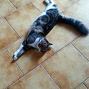 Oups a rejoint le concours — aidez-le/la à gagner de superbes lots ! carnivoran, cat, cat_like_mammal, domestic_short_haired_cat, fauna, floor, flooring, fur, kitten, small_to_medium_sized_cats, tail, whiskers, wood