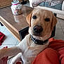 dog, labrador, puppy, pet, indoor, living_room, couch, blanket, table, jar, tile_floor, collar, floor, furniture, cute, animal, domestic_animal, close_up, friendly, companion