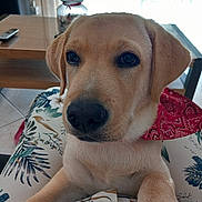 Apéro participe au concours pour gagner de l'argent avec cette photo : dog, puppy, yellow_labrador, bandana, red_bandana, pet, animal, indoor, person_lap, floral_pants, close_up, cute, resting_paws, wooden_table, remote_control, window_light, tile_floor, casual, domestic, cozy